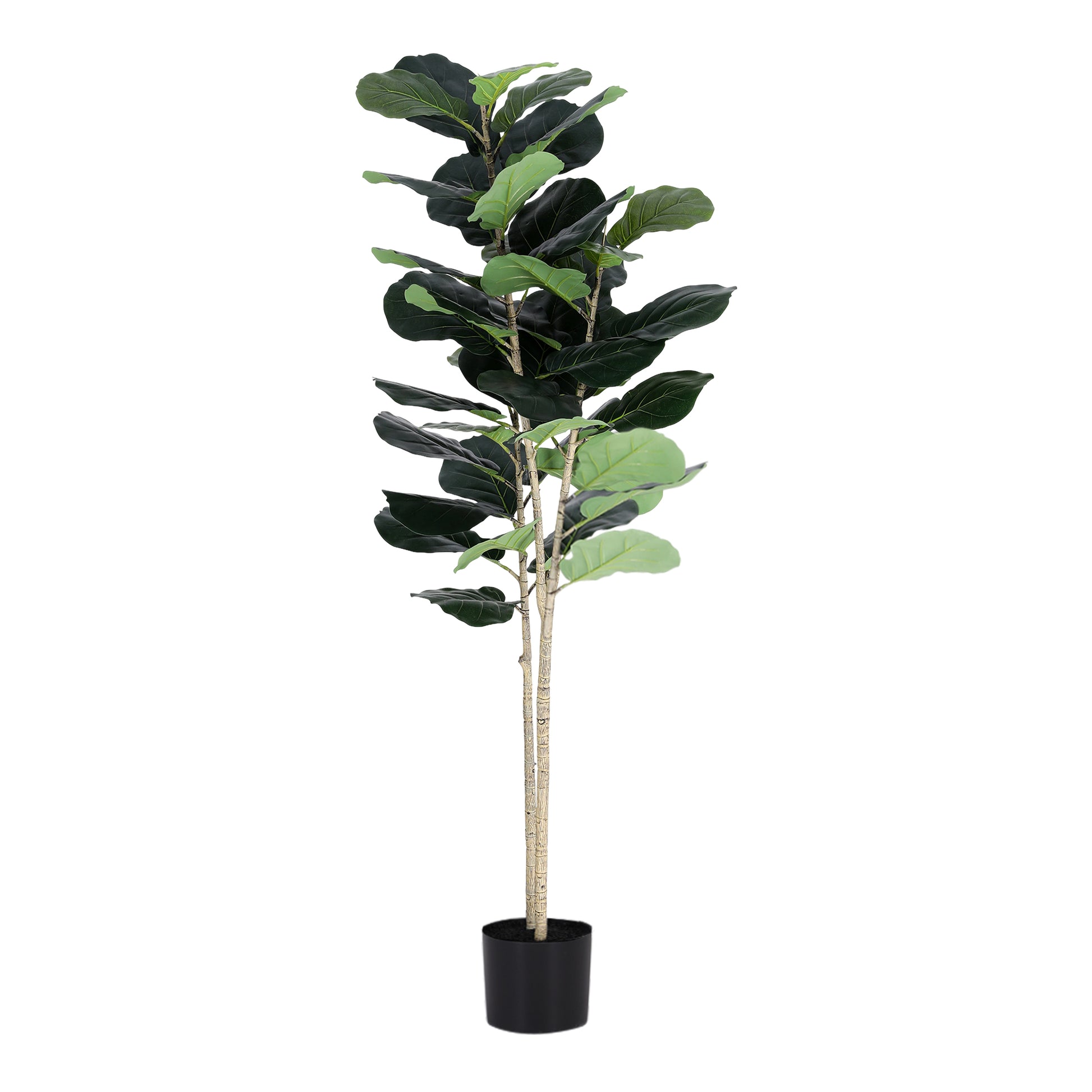 AP-TREE-FIDDLE-150-202603231800-03.jpg