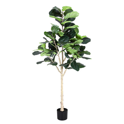 AP-TREE-FIDDLE-180-202603231800-01.jpg