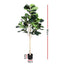 AP-TREE-FIDDLE-180-202603231800-02.jpg