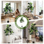 AP-TREE-FIDDLE-180-202603231800-09.jpg