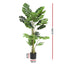 AP-TREE-MONS-140-202511072004-02.jpg