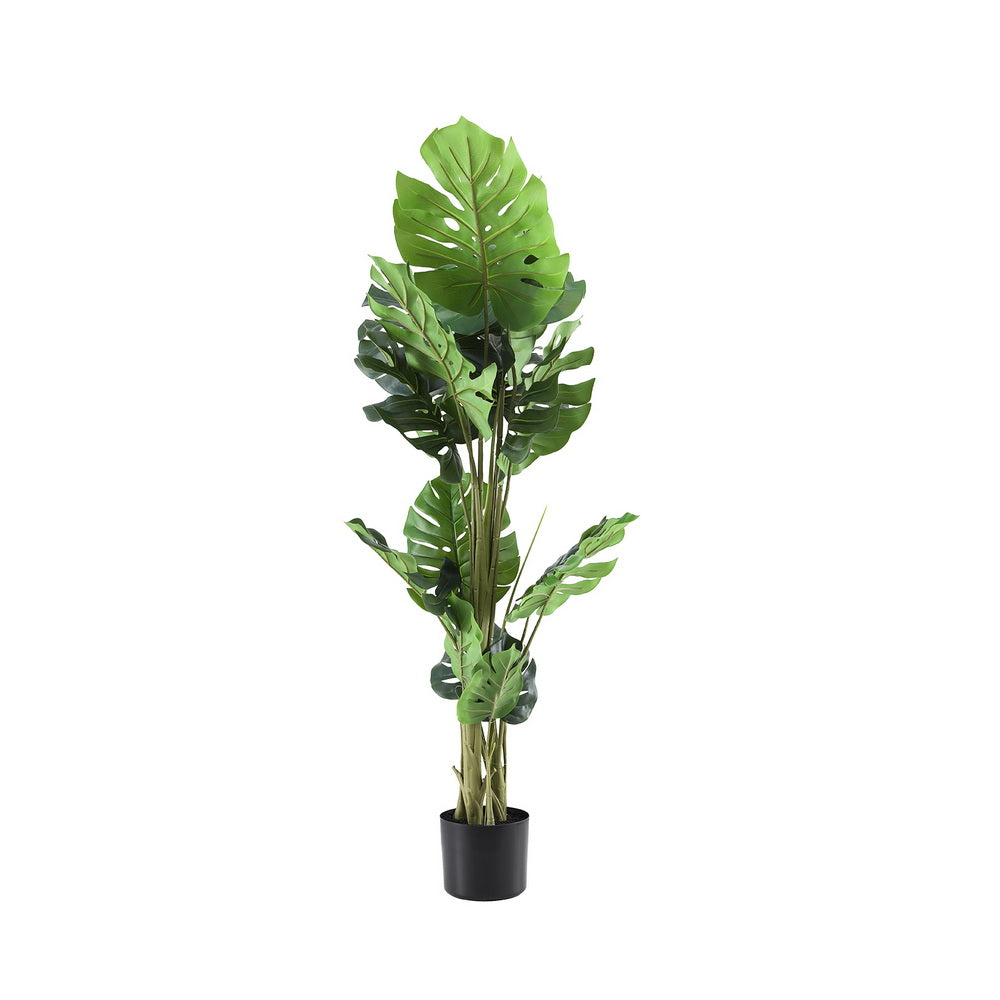 AP-TREE-MONS-140-202511072004-03.jpg