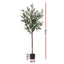 AP-TREE-OLIVE-155-202511052044-02.jpg