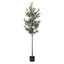 AP-TREE-OLIVE-180-202511052044-01.jpg