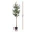 AP-TREE-OLIVE-180-202511052044-02.jpg