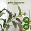 AP-TREE-OLIVE-180-202511052044-05.jpg