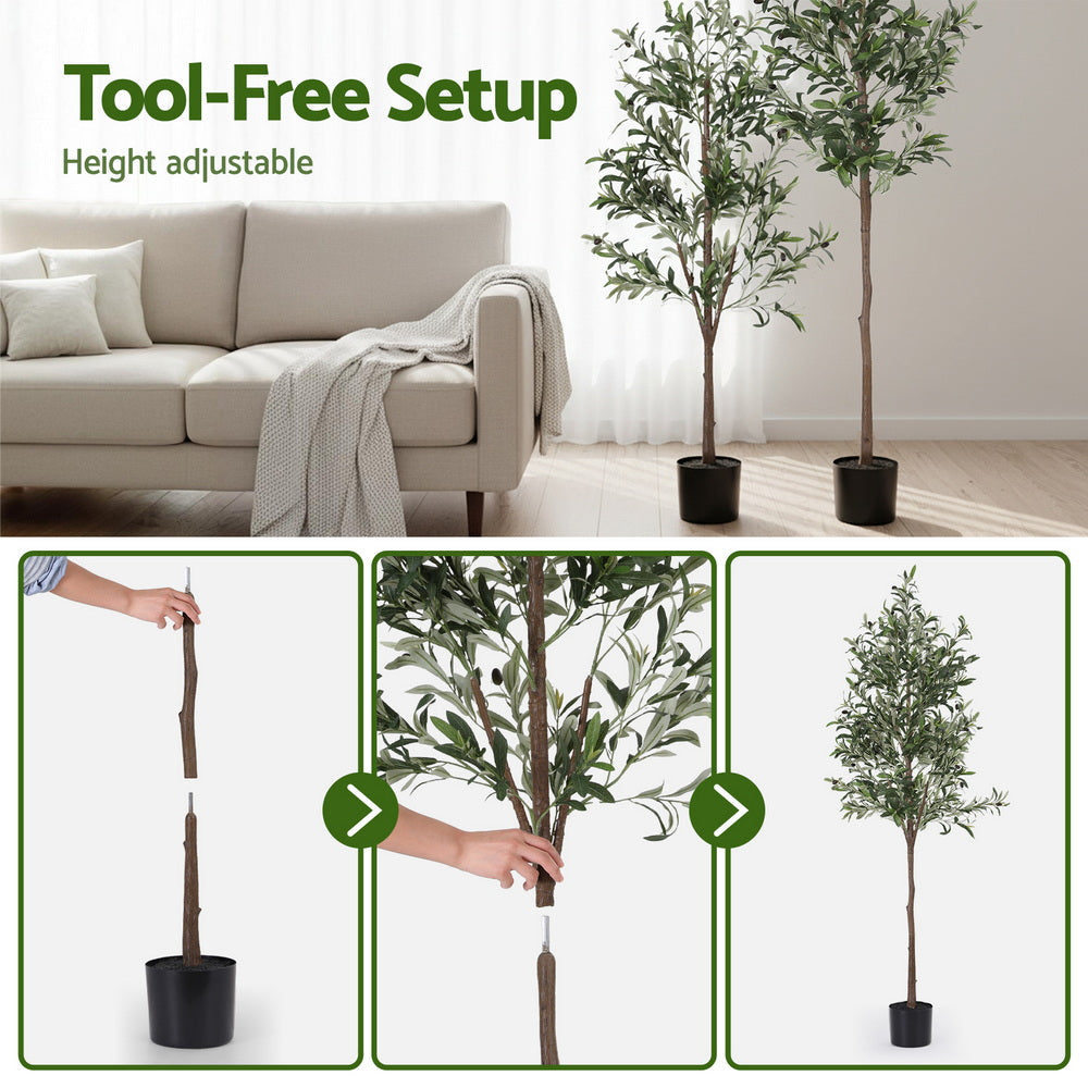 AP-TREE-OLIVE-180-202511052044-06.jpg