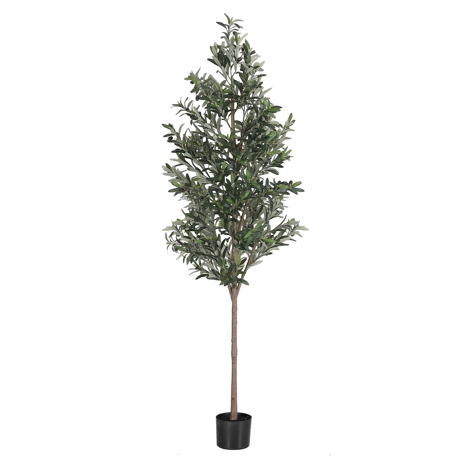 AP-TREE-OLIVE-210-202603231800-01.jpg