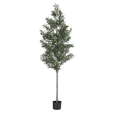 AP-TREE-OLIVE-210-202603231800-01.jpg