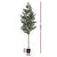 AP-TREE-OLIVE-210-202603231800-02.jpg