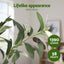 AP-TREE-OLIVE-210-202603231800-04.jpg