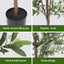 AP-TREE-OLIVE-210-202603231800-08.jpg
