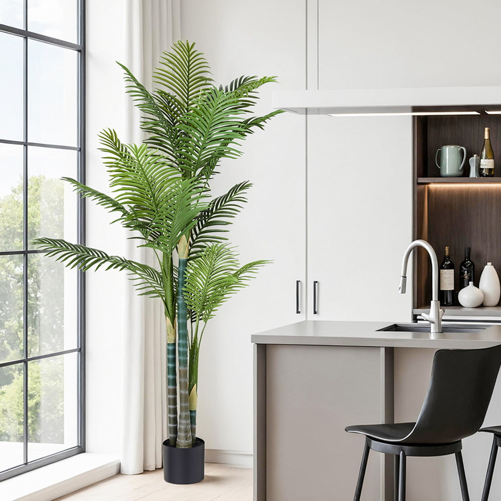 AP-TREE-PALM-180-202511072004-00.jpg