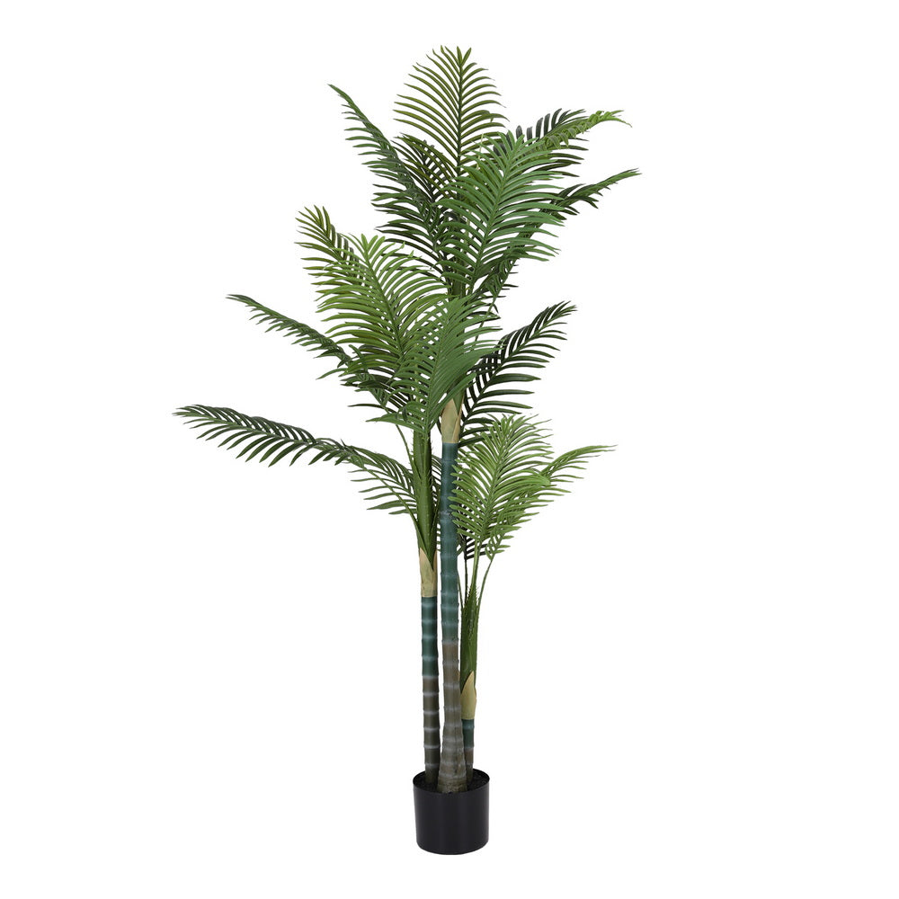 AP-TREE-PALM-180-202511072004-01.jpg