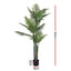 AP-TREE-PALM-180-202511072004-02.jpg