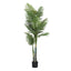 AP-TREE-PALM-180-202511072004-03.jpg