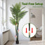AP-TREE-PALM-180-202511072004-06.jpg