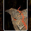 Aboriginal Dreamtime Oracle