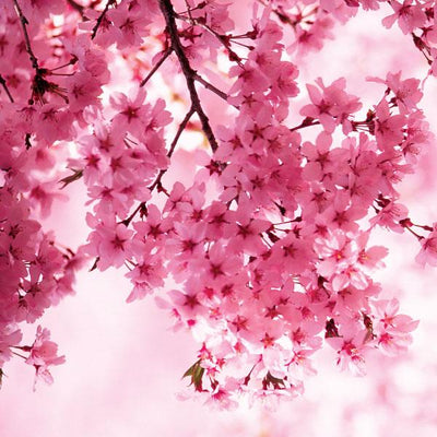 Argan Luxe Bath Salts - Oriental Cherry Blossom