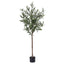 AP-TREE-OLIVE-155-202511052044-01.jpg