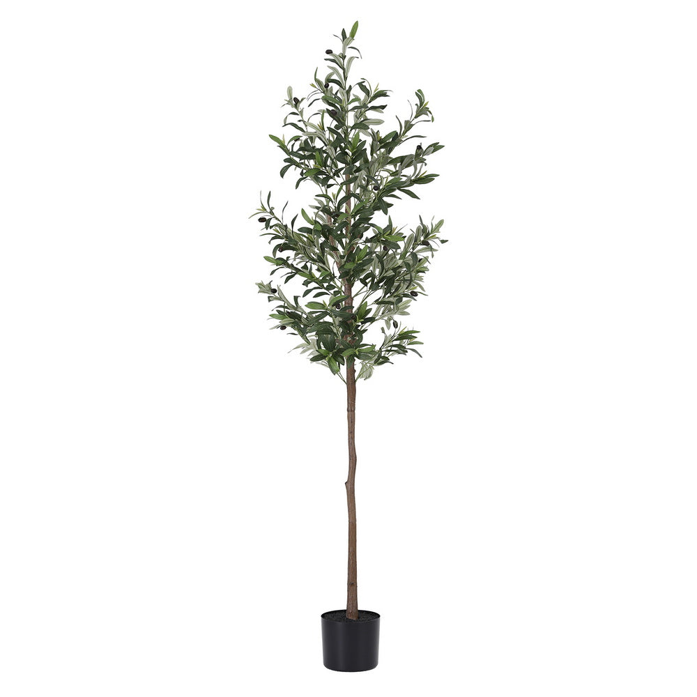 AP-TREE-OLIVE-180-202511052044-01.jpg