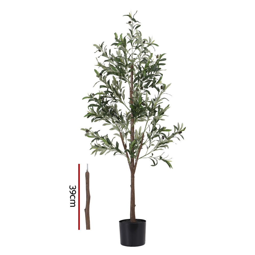 AP-TREE-OLIVE-180-202511052044-03.jpg