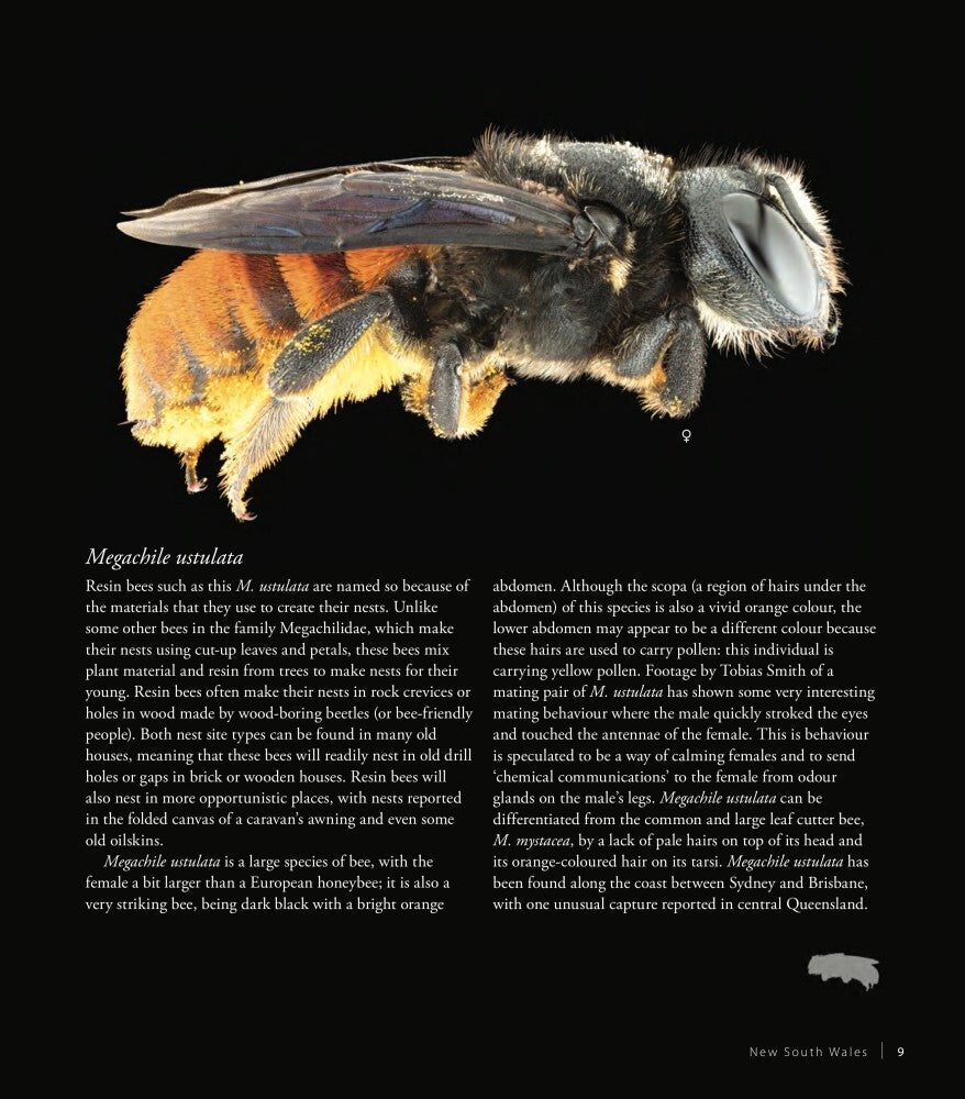 Bees of Australia