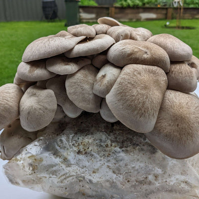 Black King Oyster Mushroom Grow Kit