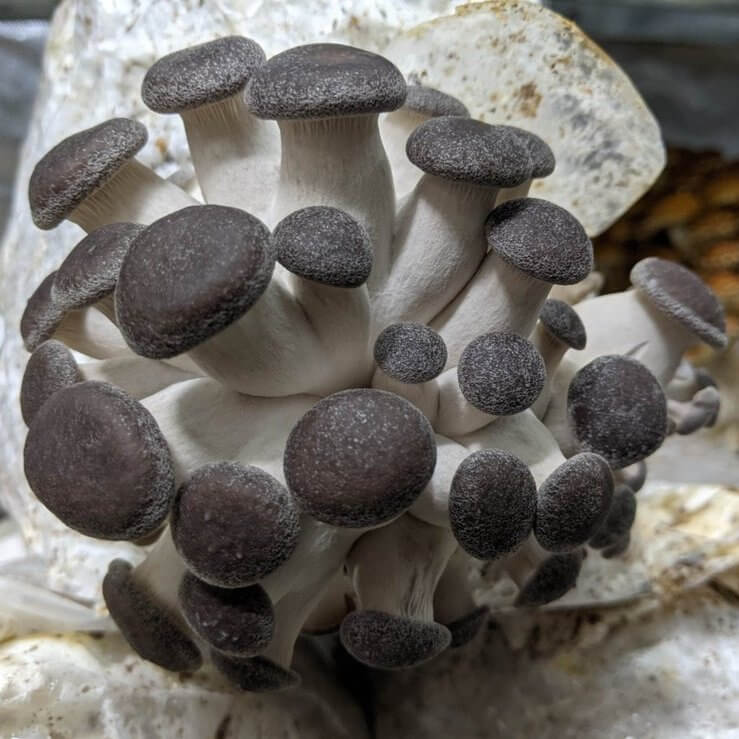 Black King Oyster Mushroom Grow Kit