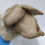 Black King Oyster Mushroom Grow Kit