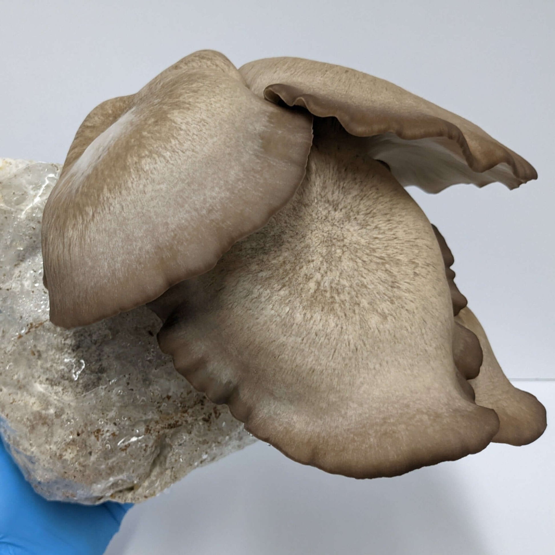 Black King Oyster Mushroom Grow Kit