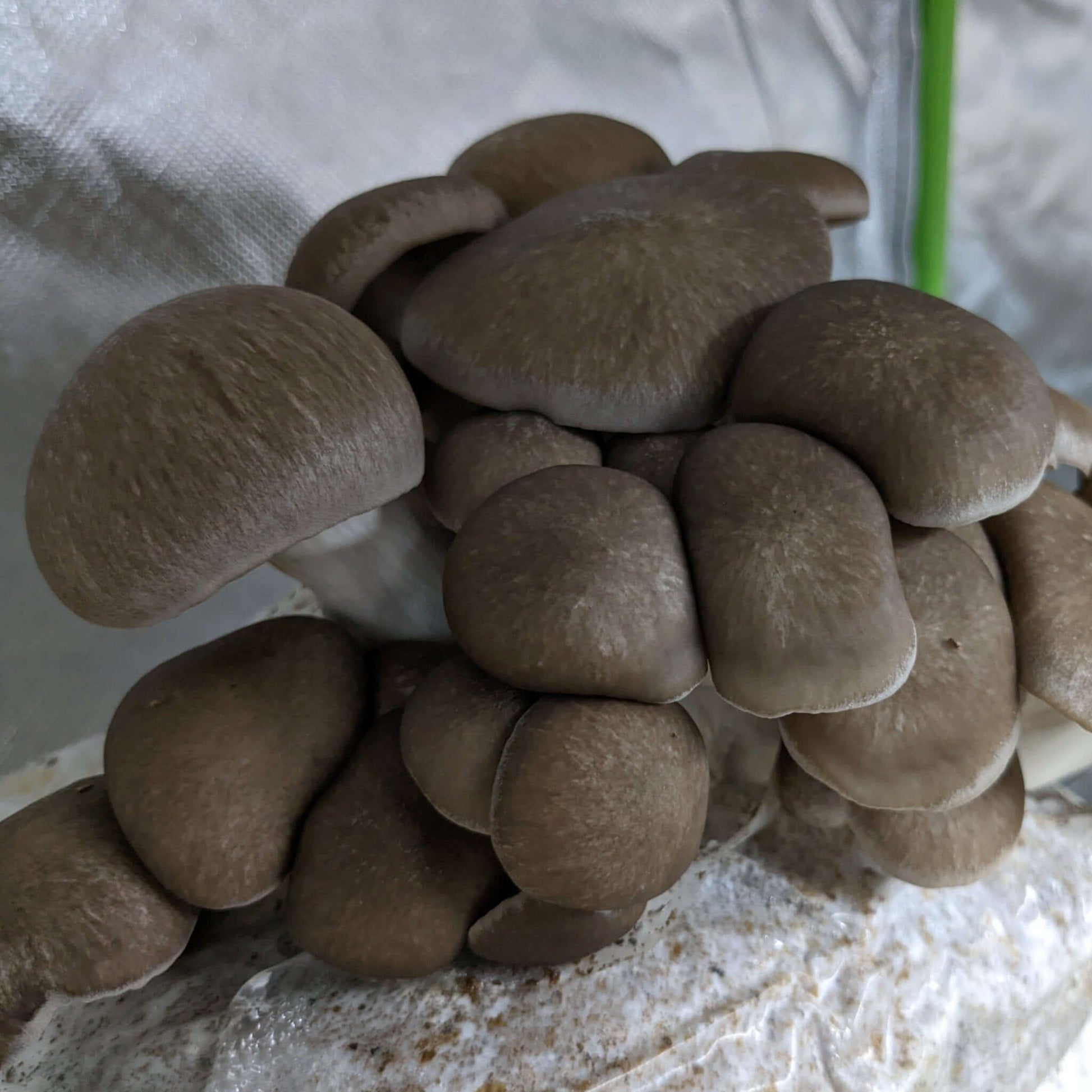 Black King Oyster Mushroom Grow Kit