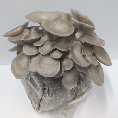 Black King Oyster Mushroom Grow Kit