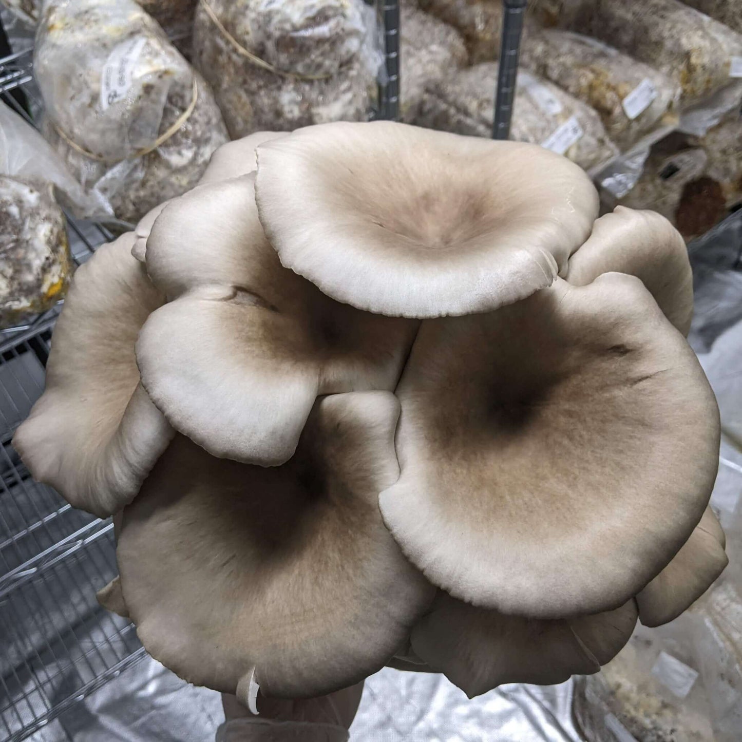 Blue Pearl Oyster Mushroom Grow Kit