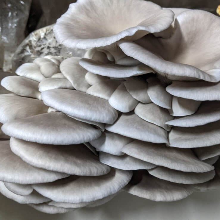 Blue Pearl Oyster Mushroom Grow Kit