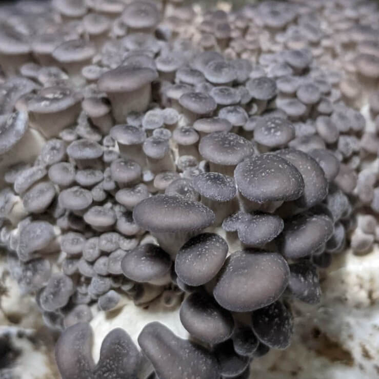Blue Pearl Oyster Mushroom Grow Kit