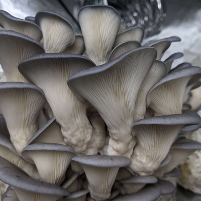 Blue Pearl Oyster Mushroom Grow Kit
