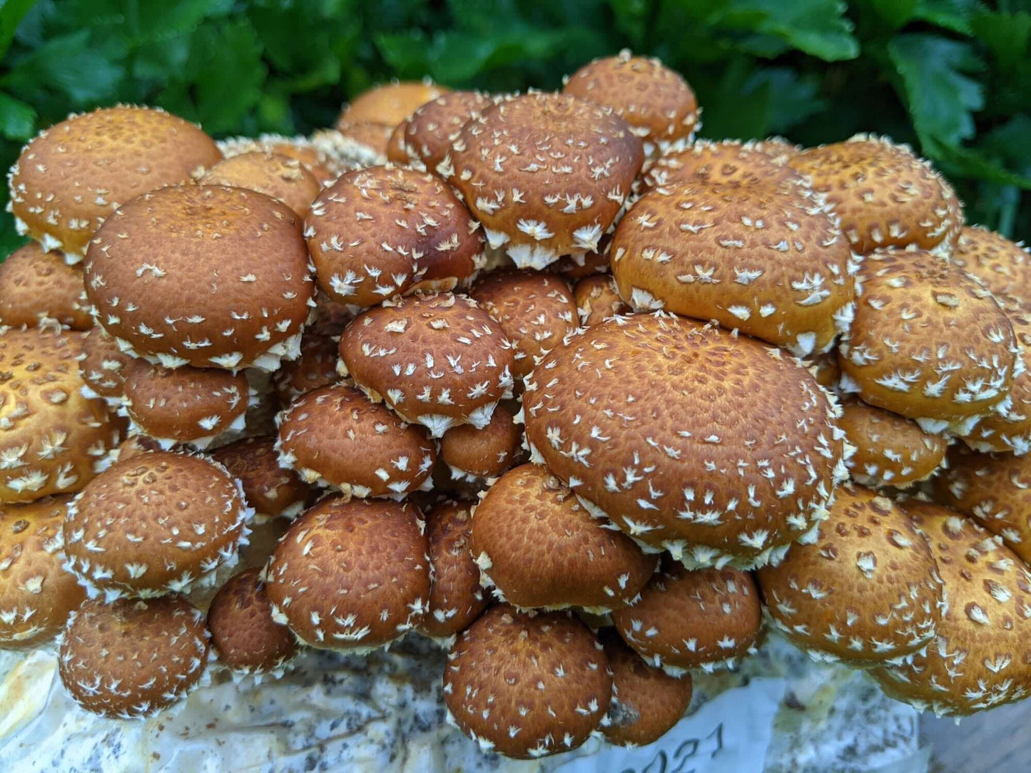 Chestnut Mushroom Grow Kit