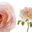 Color of Roses