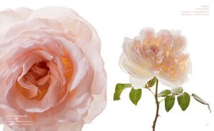Color of Roses