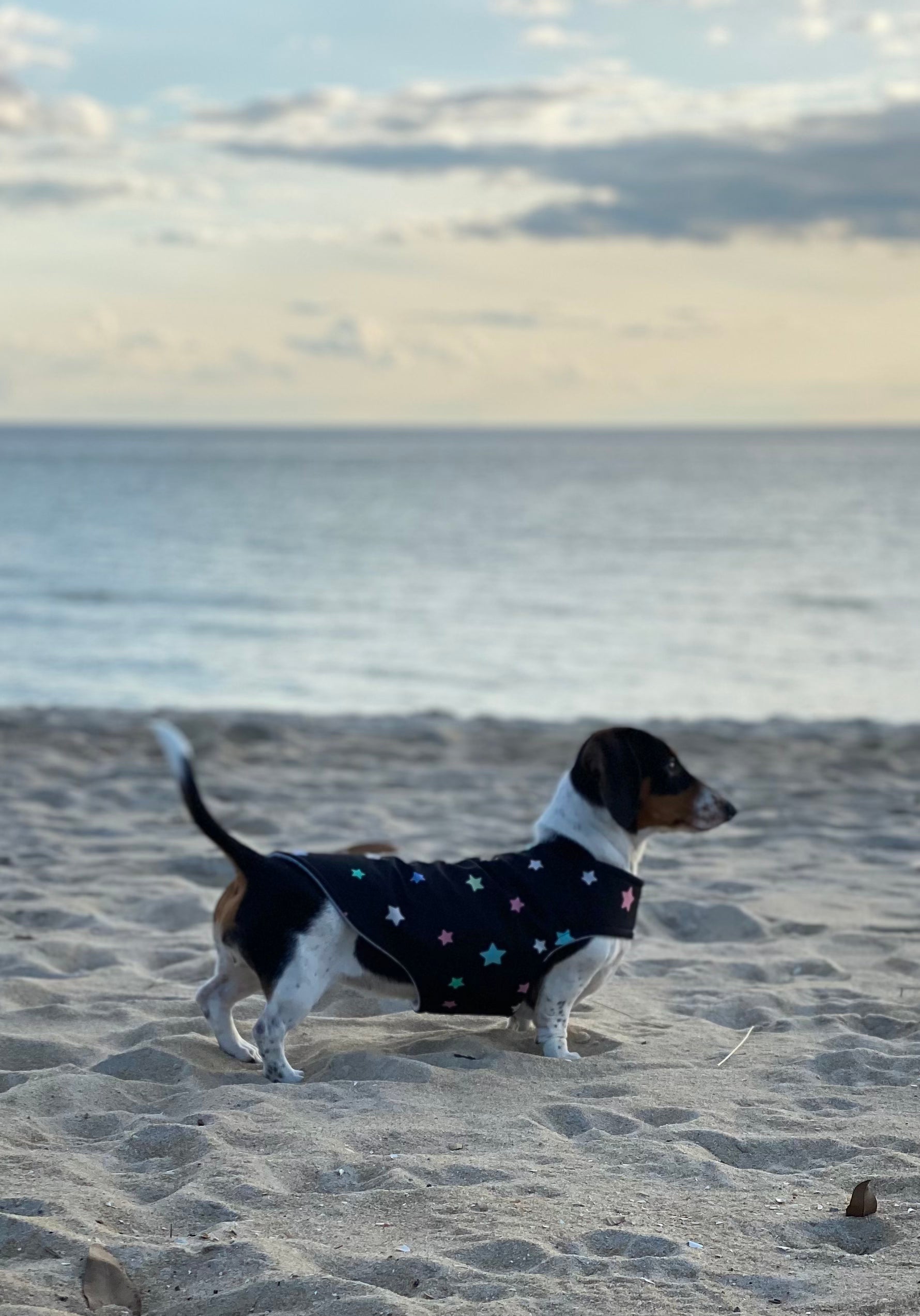 Dachys Jackies - Water resistant Dog jacket - Starry Nights
