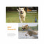 Dog Bark Collars - 2x 800m Range Recievers Vibration Sound Light Training Device