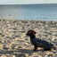 Dog Cooling Coat Jacket - Small Breed Microfibre Towel Vest - Grey