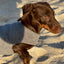 Dog Cooling Coat Jacket - Small Breed Microfibre Towel Vest - Grey