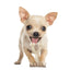 Dog Wish Bone Chew - Nylon Puppy Dental Teething Gum Toy