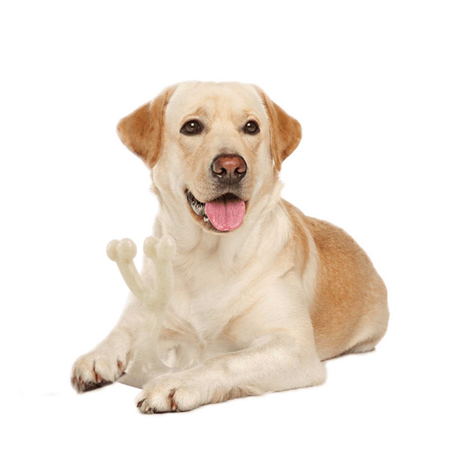 Dog Wish Bone Chew - Nylon Puppy Dental Teething Gum Toy