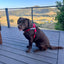 Fur King Signature Quick Fit Harness