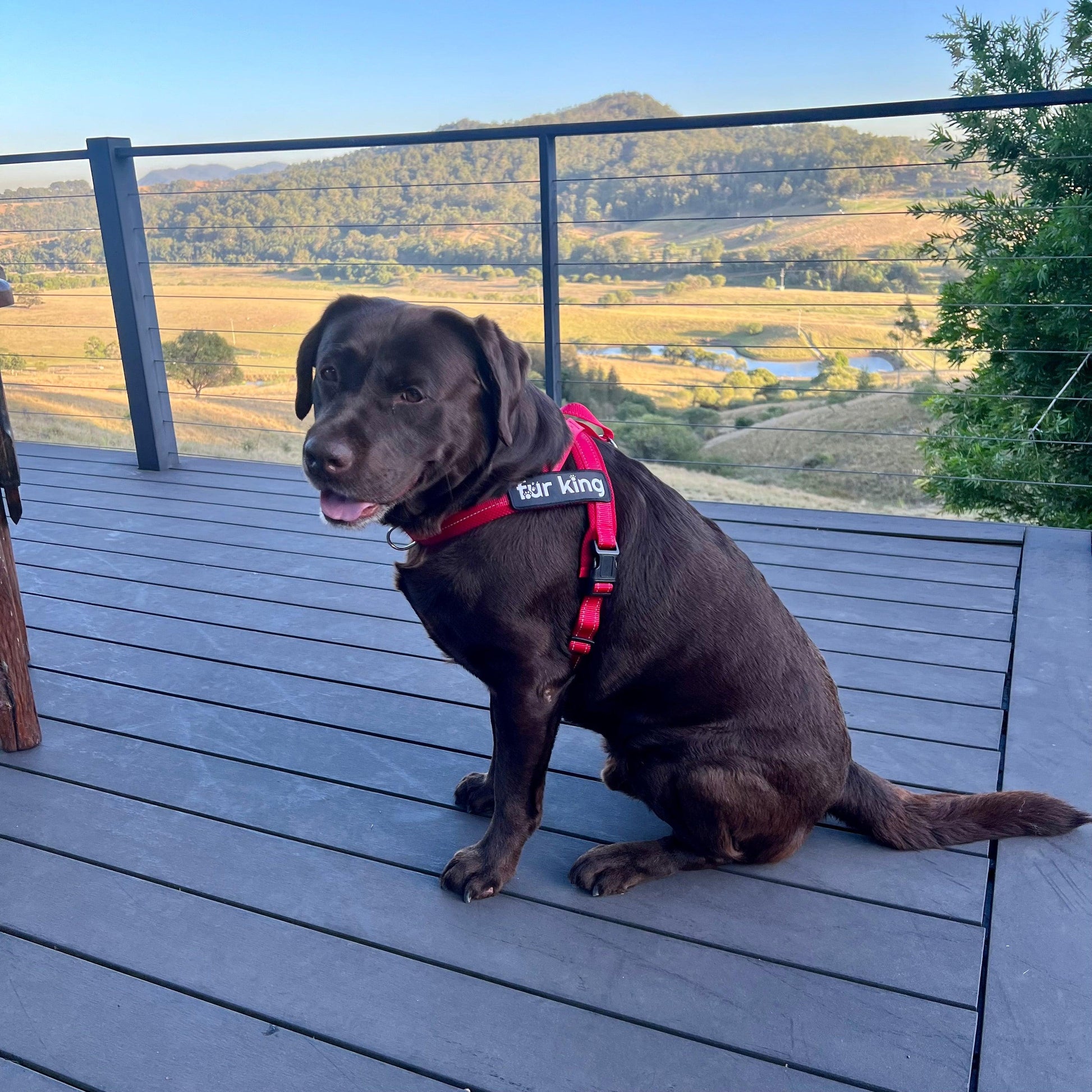 Fur King Signature Quick Fit Harness