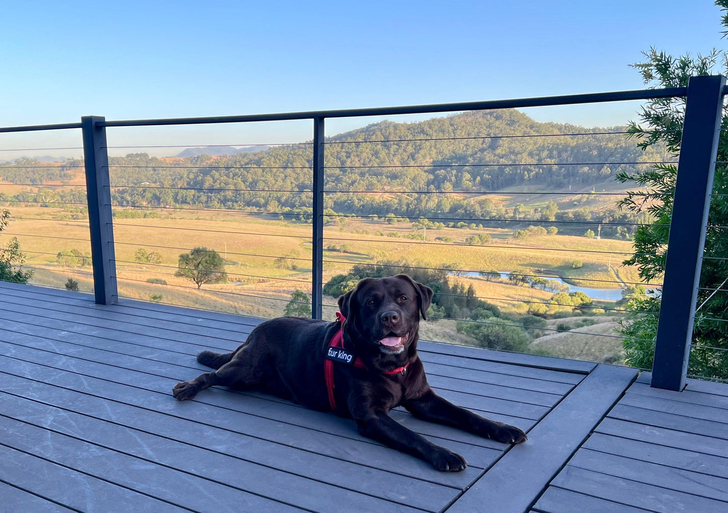 Fur King Signature Quick Fit Harness