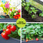 GARDEN-AG-PLAT-ROLLX2-202504171501-03.jpg